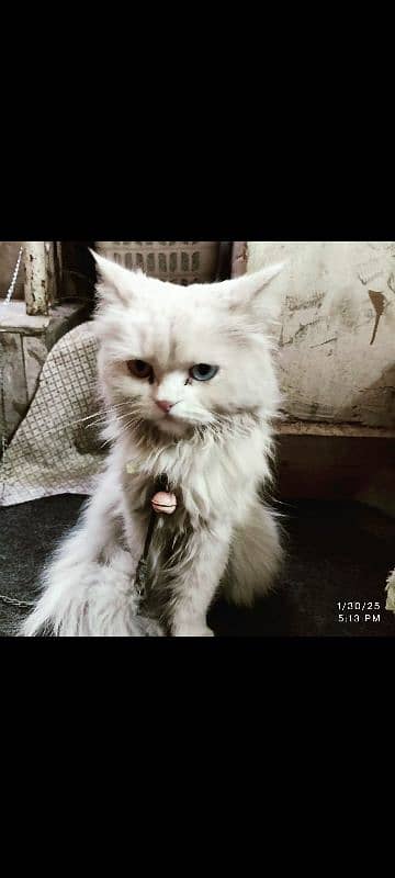 Persian Cat needs to sale 0