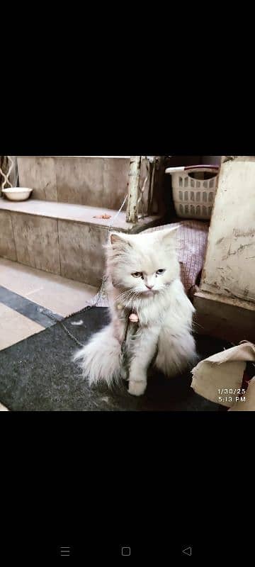 Persian Cat needs to sale 1