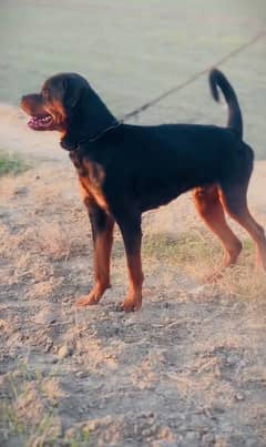 rottweiler