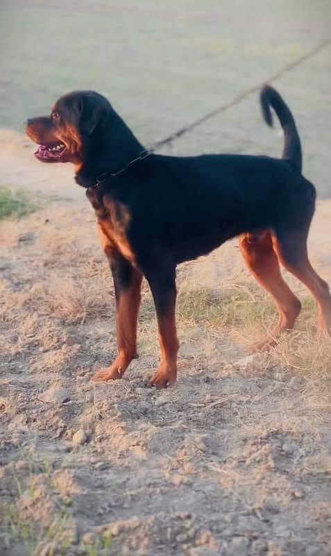 rottweiler male 0