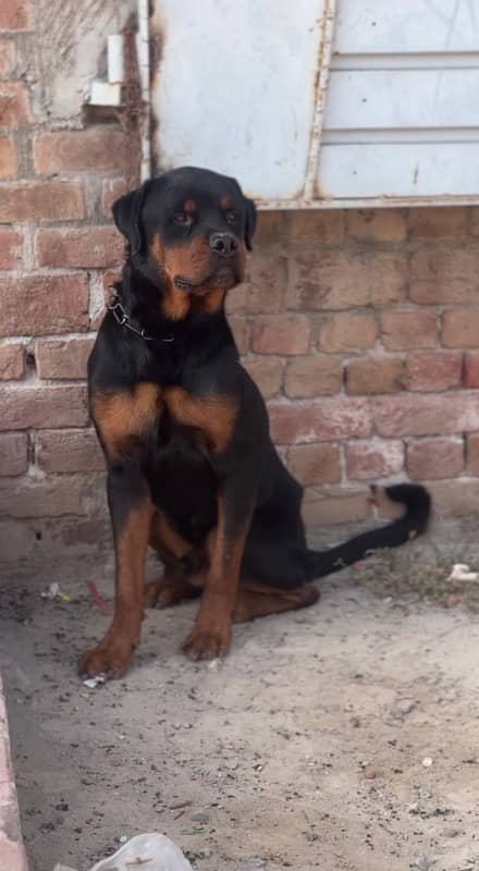 rottweiler male 1