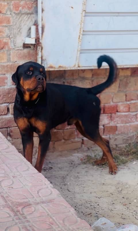 rottweiler male 2