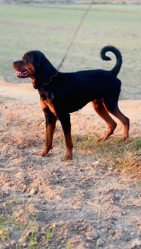 rottweiler male 4