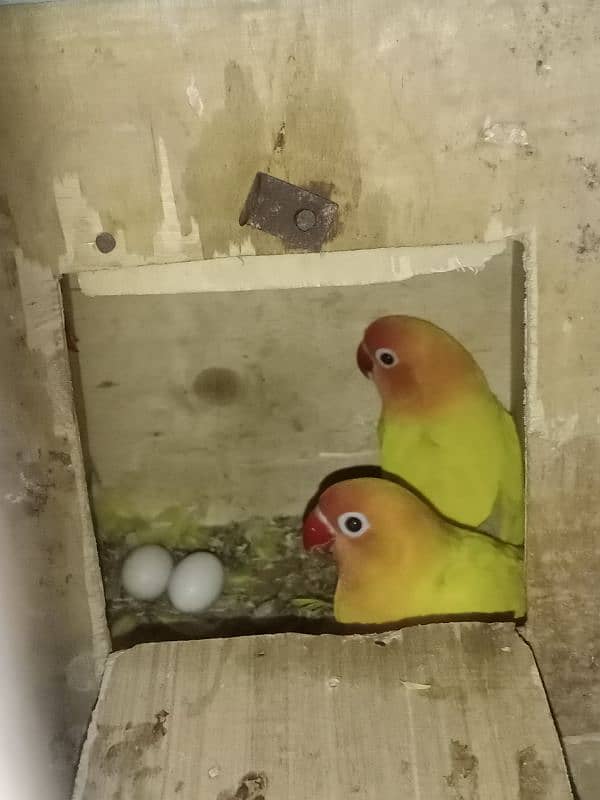 Love birds. . . add full parh k msg kre 4