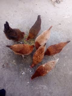 Egg laying healthy golden misri hen