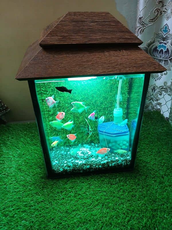 18 Fishes with Aquarium and all accessories 1