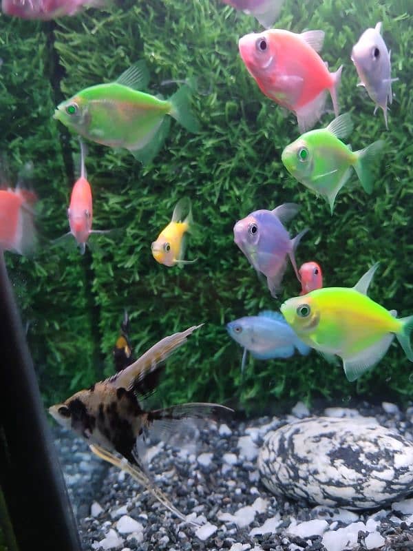 18 Fishes with Aquarium and all accessories 3