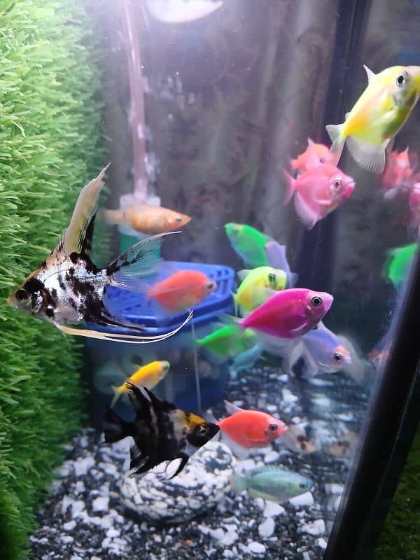 18 Fishes with Aquarium and all accessories 5