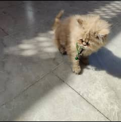 Home Trained Persian pounch face , Triple coat,2 months