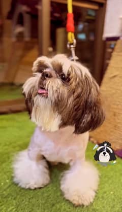 shihtzu for sale Show winner