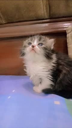 Persian Kitten for Adoption Triple Coated Vaccinated 03332540881