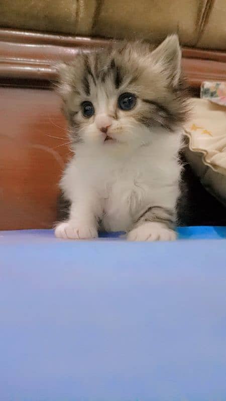 Persian Kitten for Adoption Triple Coated Vaccinated 03332540881 1