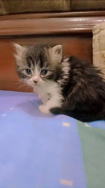 Persian Kitten for Adoption Triple Coated Vaccinated 03332540881 2