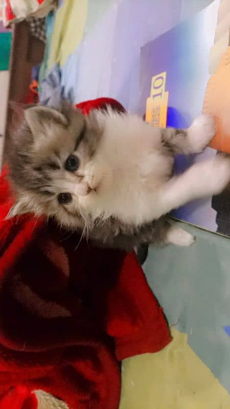 Persian Kitten for Adoption Triple Coated Vaccinated 03332540881 3