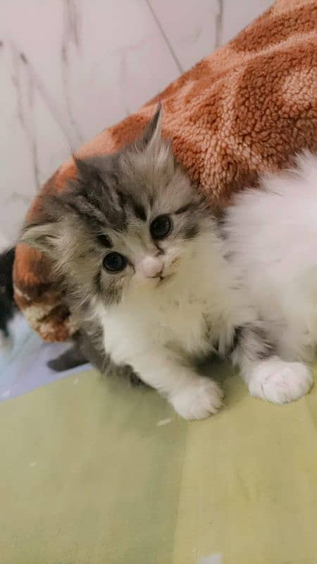 Persian Kitten for Adoption Triple Coated Vaccinated 03332540881 4