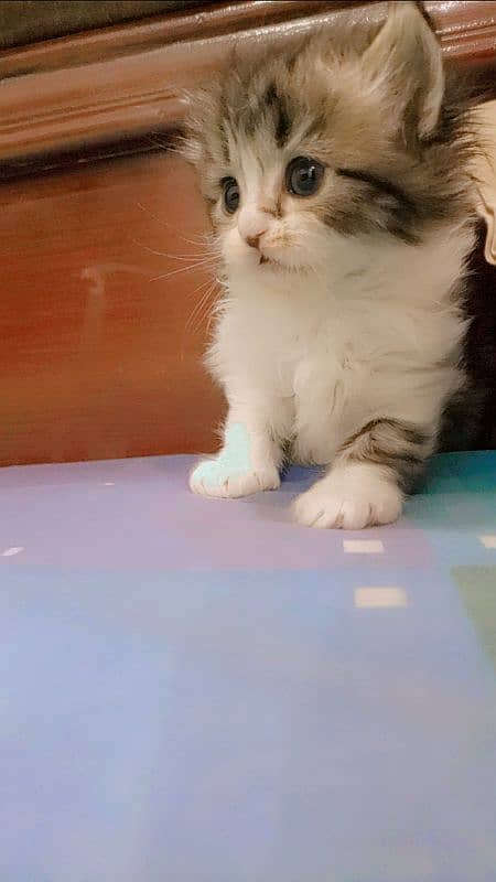 Persian Kitten for Adoption Triple Coated Vaccinated 03332540881 5