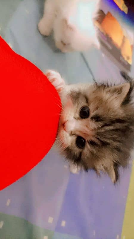 Persian Kitten for Adoption Triple Coated Vaccinated 03332540881 6