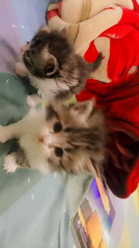 Persian Kitten for Adoption Triple Coated Vaccinated 03332540881 7