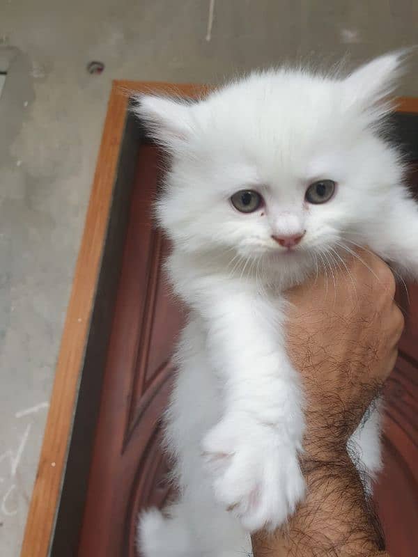 Persian Kitten for Adoption Triple Coated Vaccinated 03332540881 8