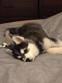 HUSKY PUPPIES,IMPORTED FROM CANADA,WITH DOCUMENTS,WITH DELIVERY