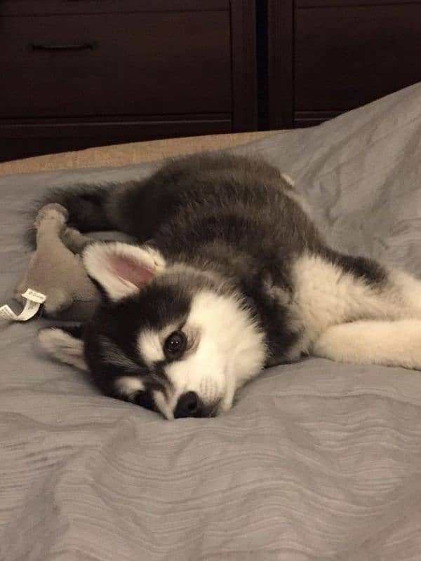 HUSKY PUPPIES,IMPORTED FROM CANADA,WITH DOCUMENTS,WITH DELIVERY 0