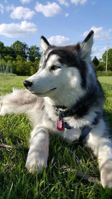 HUSKY PUPPIES,IMPORTED FROM CANADA,WITH DOCUMENTS,WITH DELIVERY 1