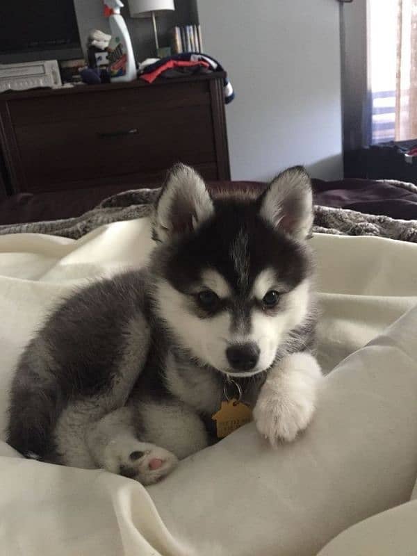 HUSKY PUPPIES,IMPORTED FROM CANADA,WITH DOCUMENTS,WITH DELIVERY 2