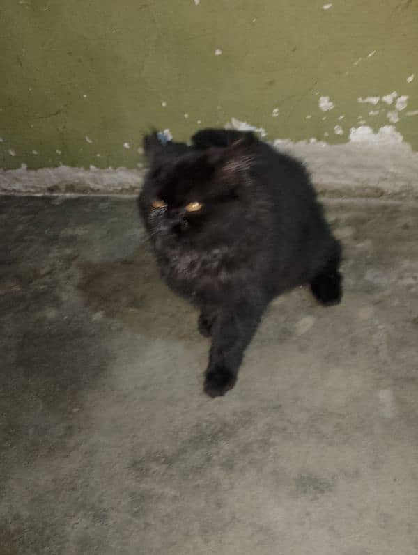 black Persian friendly cat 0