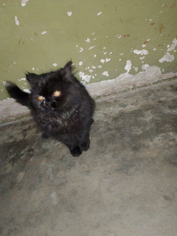 black Persian friendly cat 1