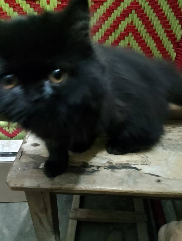 black Persian friendly cat 2