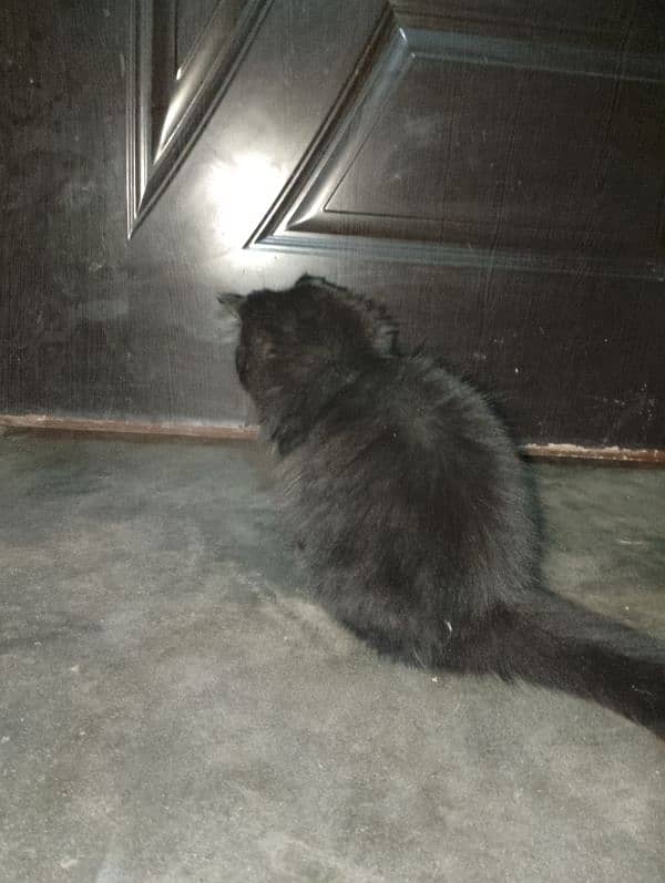 black Persian friendly cat 3