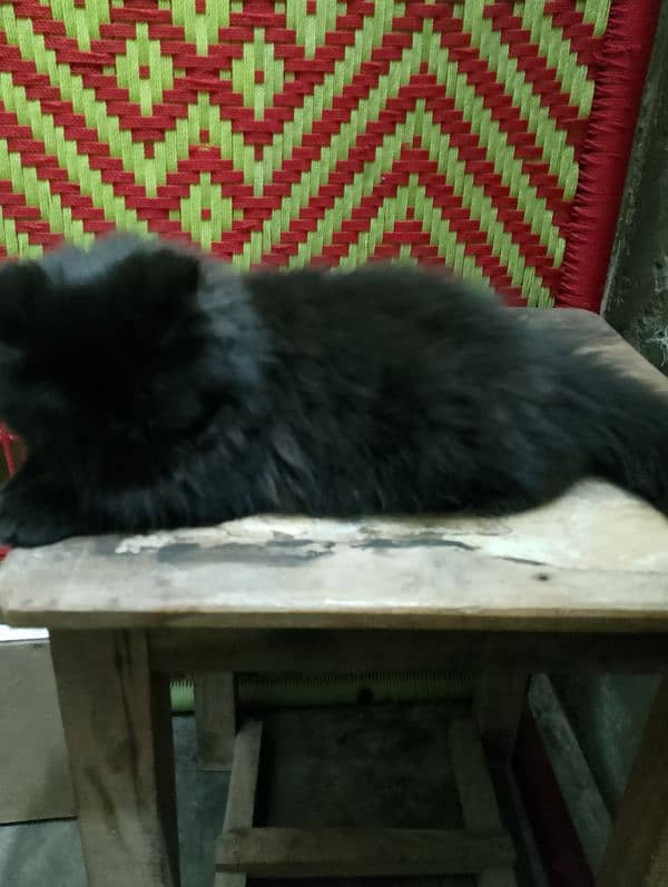 black Persian friendly cat 4