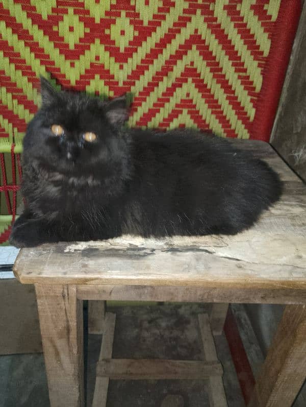 black Persian friendly cat 5