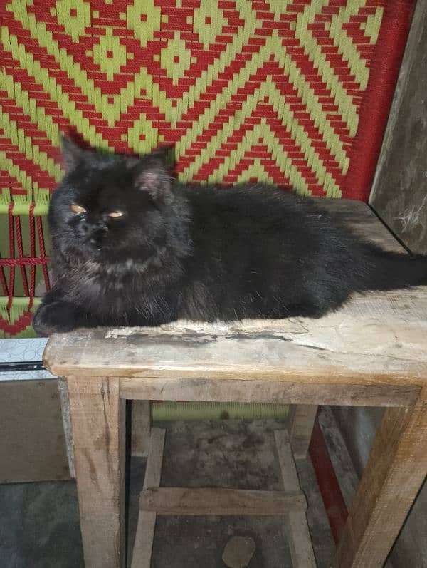 black Persian friendly cat 6