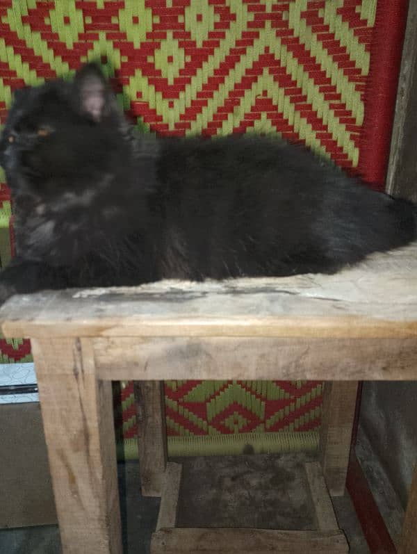 black Persian friendly cat 7