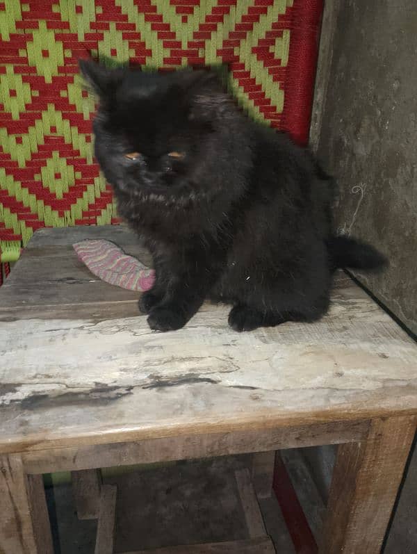 black Persian friendly cat 9