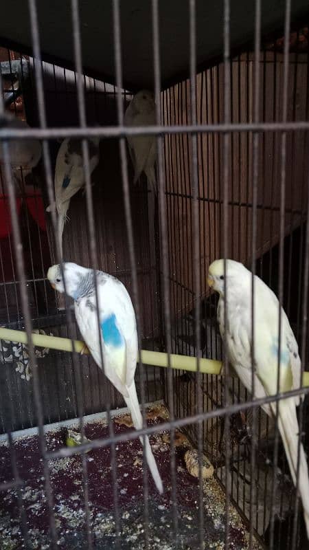 bajri parrots pairs 0