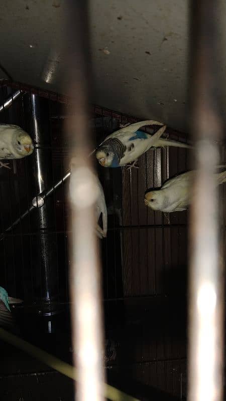 bajri parrots pairs 1