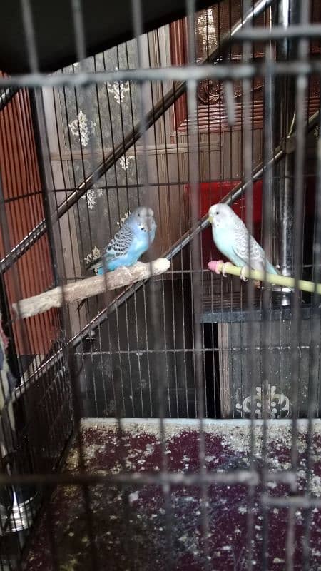 bajri parrots pairs 2