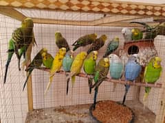 Australian Parrots ( Budgies )