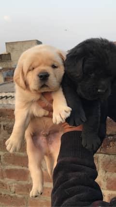 labrador pedigree puppies (0321:47/47/671)