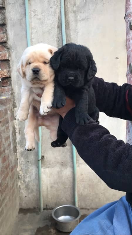 labrador pedigree puppies (0321:47/47/671) 1