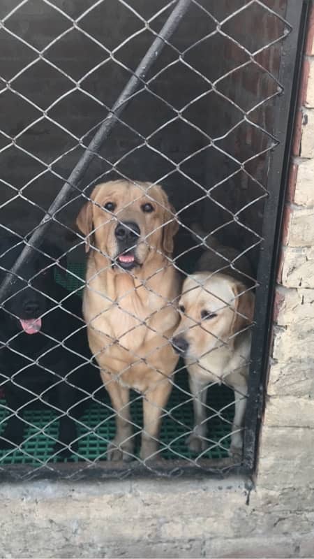 labrador pedigree puppies (0321:47/47/671) 12