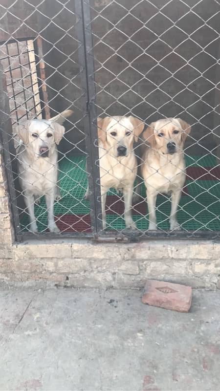 labrador pedigree puppies (0321:47/47/671) 13