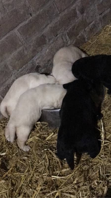 labrador pedigree puppies (0321:47/47/671) 15