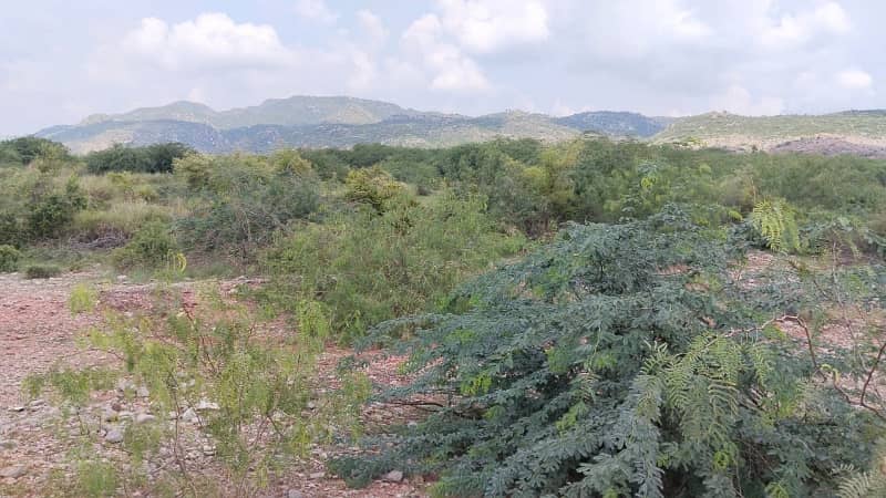 Pindigheb Agricultural Land For Sale 4