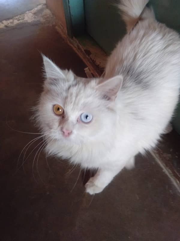 odd eyes cat for sale 1