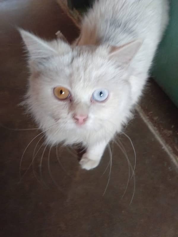 odd eyes cat for sale 2