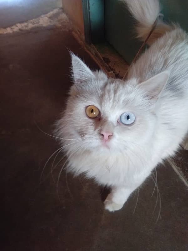 odd eyes cat for sale 3