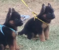 German shepherd Long Coat Male & Female  For Sale 03287625932WhatsApp